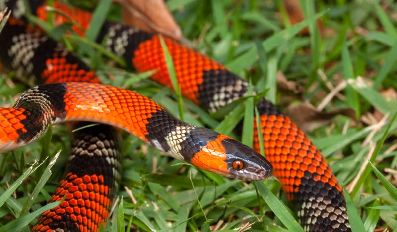 KTO jest teraz winny fałszywych wiadomości? - Instytut Brownstone'a