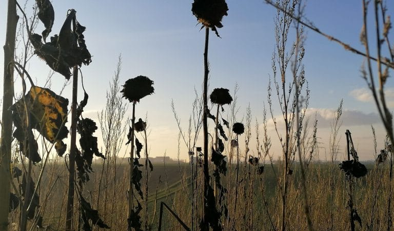 Sickness Everywhere - Brownstone Institute