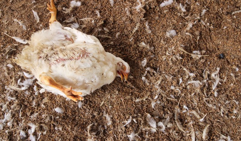 De la gripe aviar a las serpientes climáticas