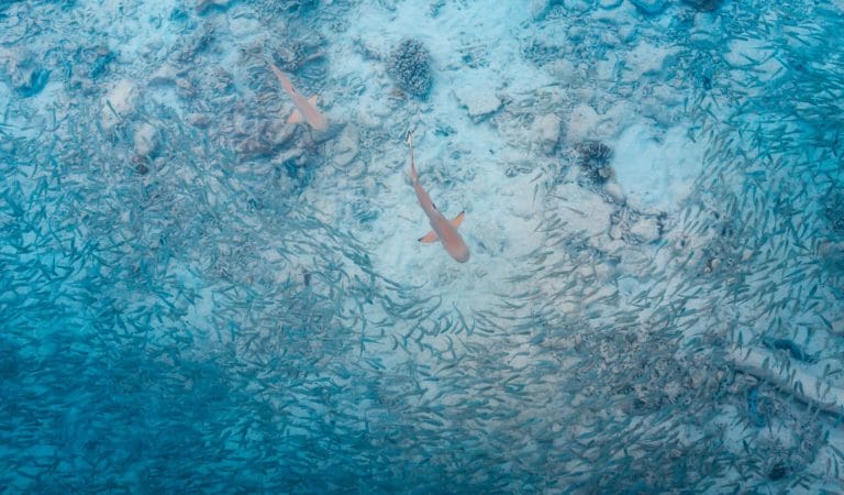 The Populist Wave and Its Discontents