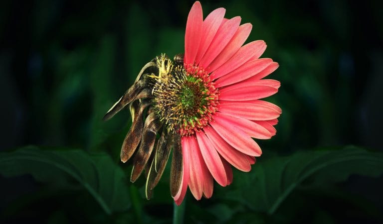 Pfizer Lied to Us Again