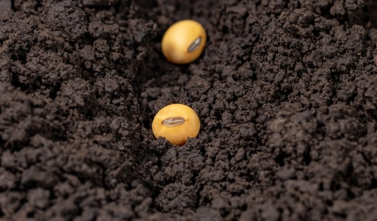 More Than Merely Fake Meat and GMOs