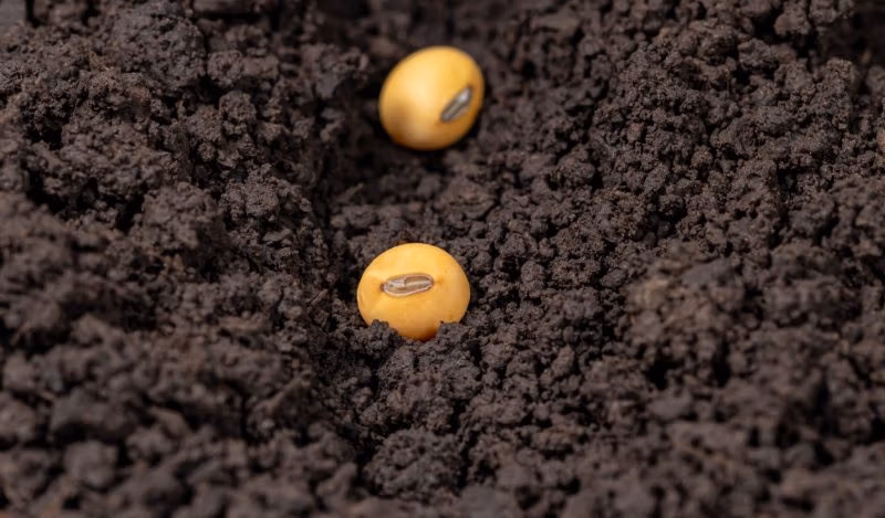 Més que carn falsa i transgènics