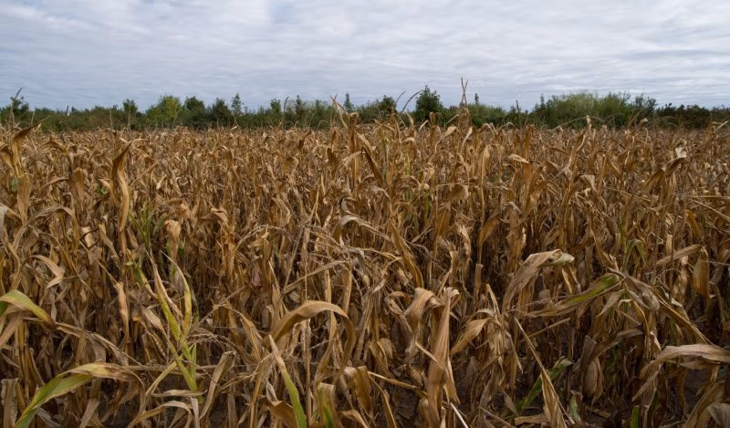 Пищевая свобода
