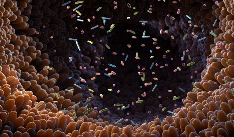 A Western Diet, Hold the Worms