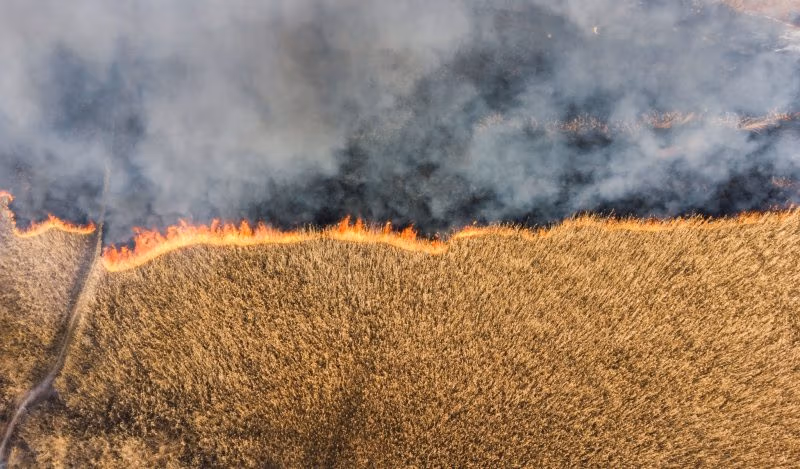वही सुअर, अलग लिपस्टिक: कोविड और हरित क्रांति