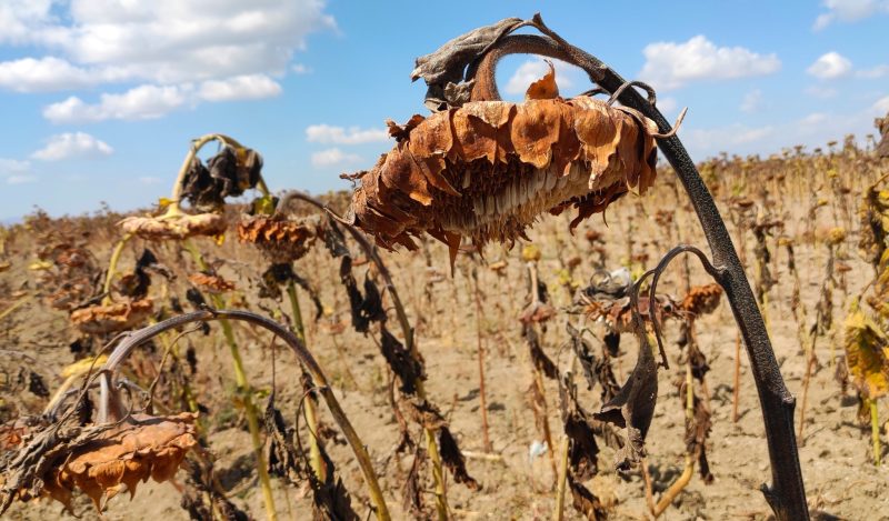 Government Can Fix neither Food nor Farm