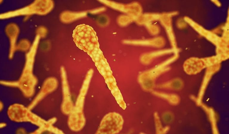 The Latest "Bird Flu" Psyop