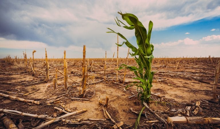 The Real Purpose of Net Zero