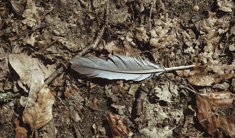 The Bird Flu Program and the Normalization of Animal Genocide