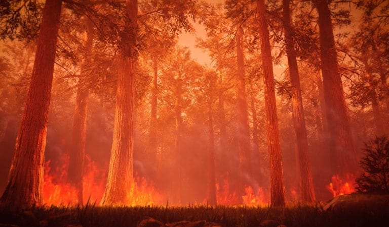 The Greenies and the Churchgoers