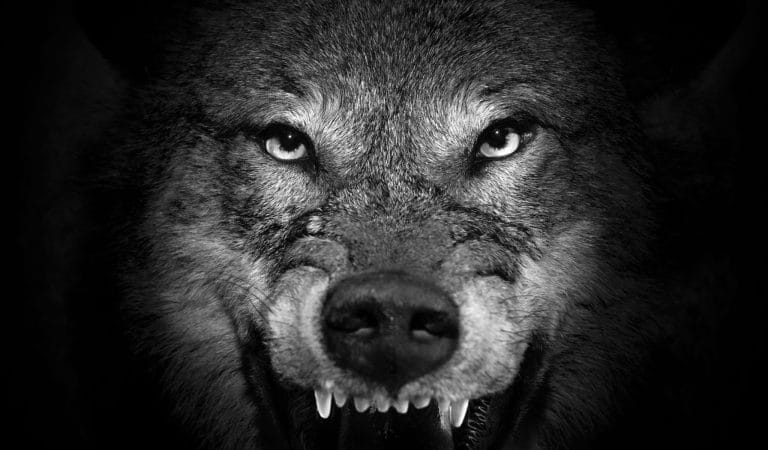 AHPRA: Public Health Watchdog, Big Pharma Lapdog, or Drug Enabler