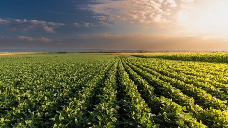 The Food Emancipation Proclamation