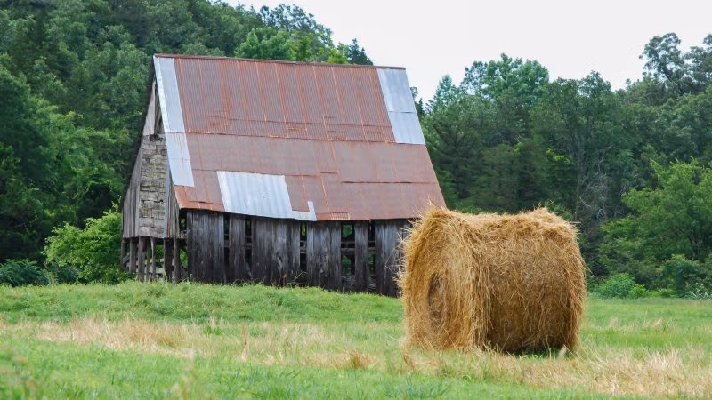 Ufugaji wa nyumbani: Nguruwe Mdogo