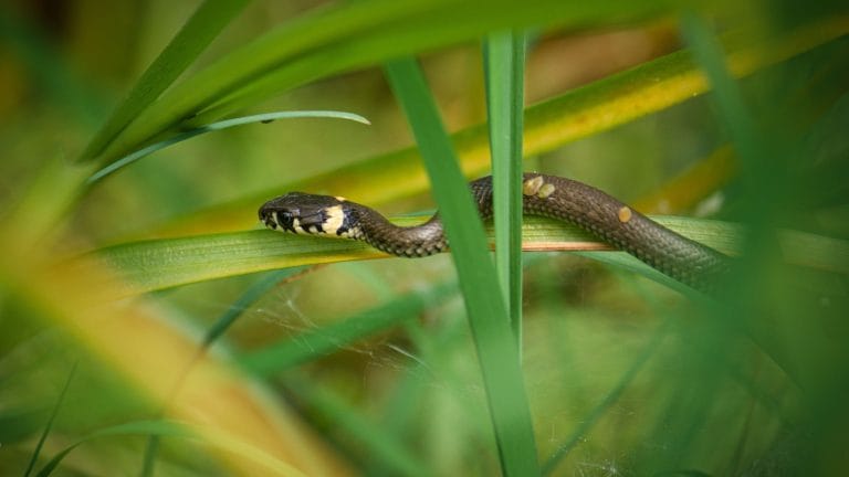 Savages in the Senate: Kennedy Ambushed in a Game of Dirty Politics