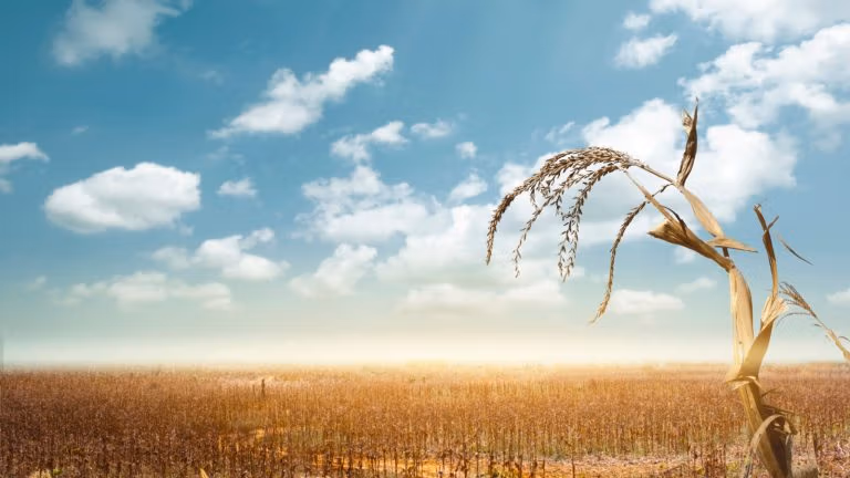 Echi della Grande Carestia nell'era del Covid