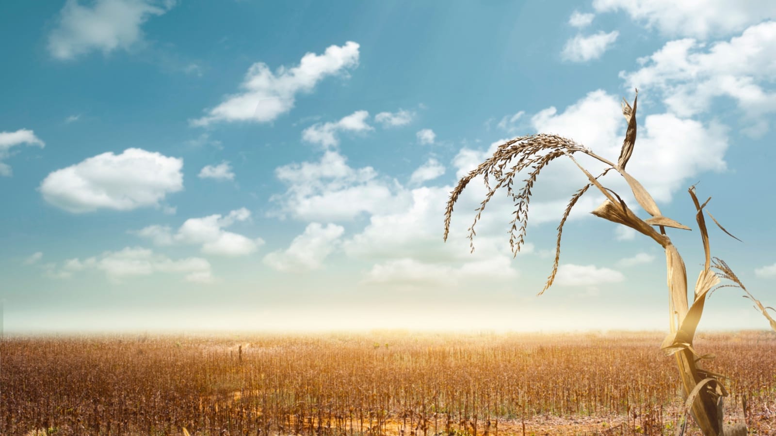 Echoes of the Great Famine in the Covid Era