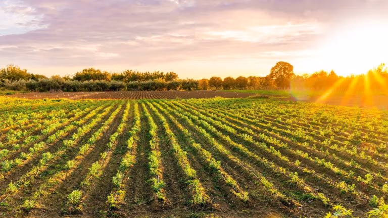 Can the Polyface Approach Feed the World?