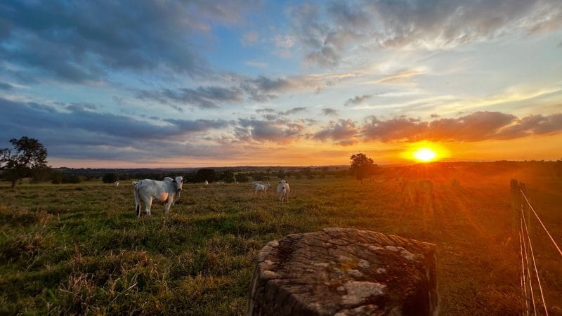 Administration Announces Vague Help for Ranchers