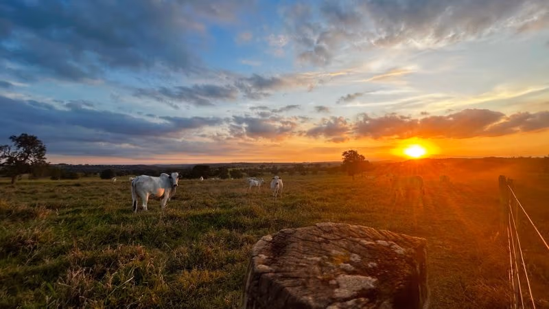 Governo anuncia ajuda vaga para pecuaristas