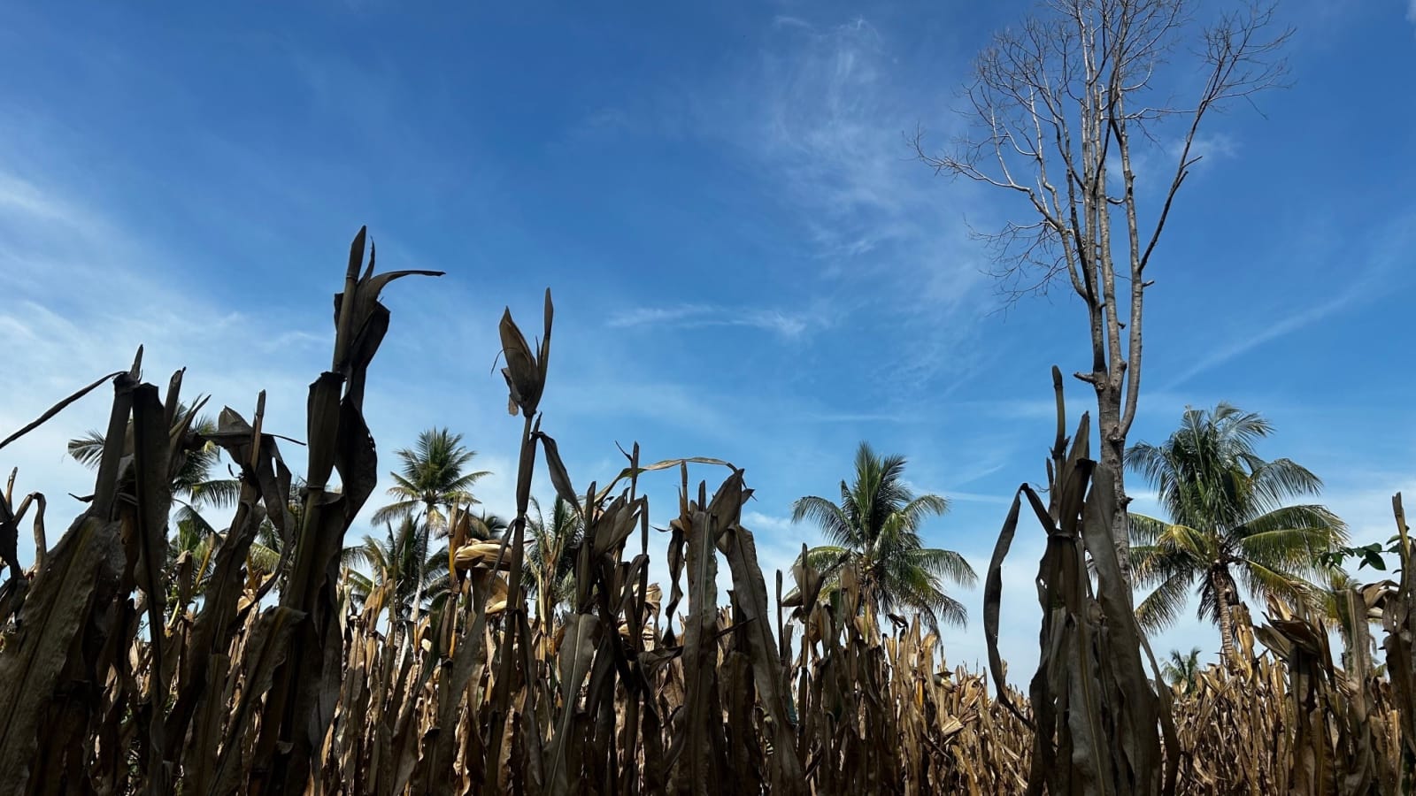 The Most Socialist System in America Is the One Feeding Us—and It’s Failing