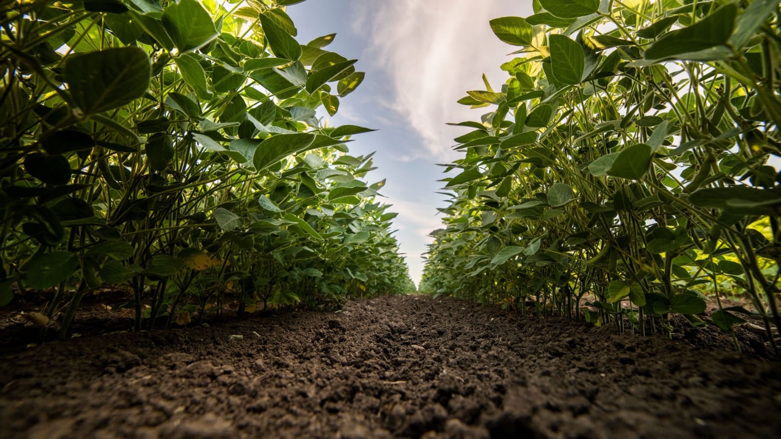 Ditch the Subsidies, Grow What Actually Works