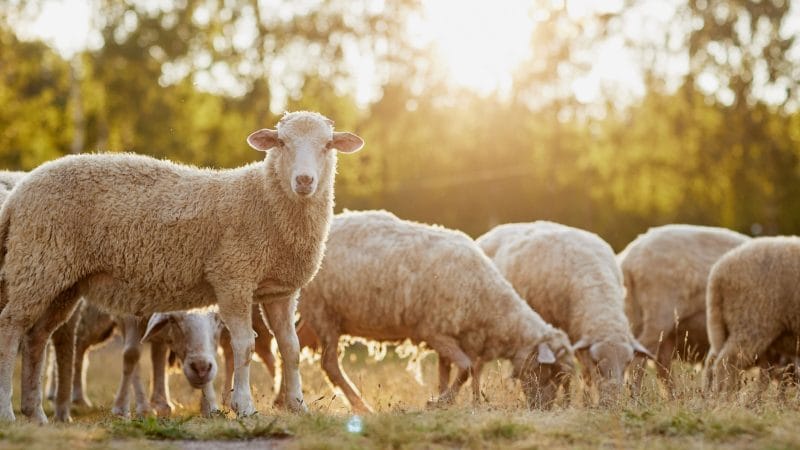 The Pandemic Revealed the Most Cowardly Society of All Time