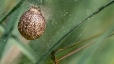 Kokoning ved hjelp av Tdap-vaksinen