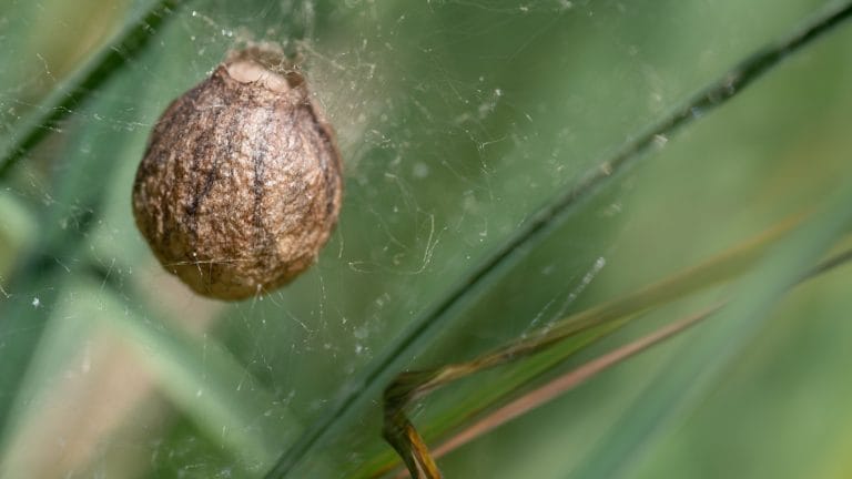 Cocooning by Way of the Tdap Vaccine