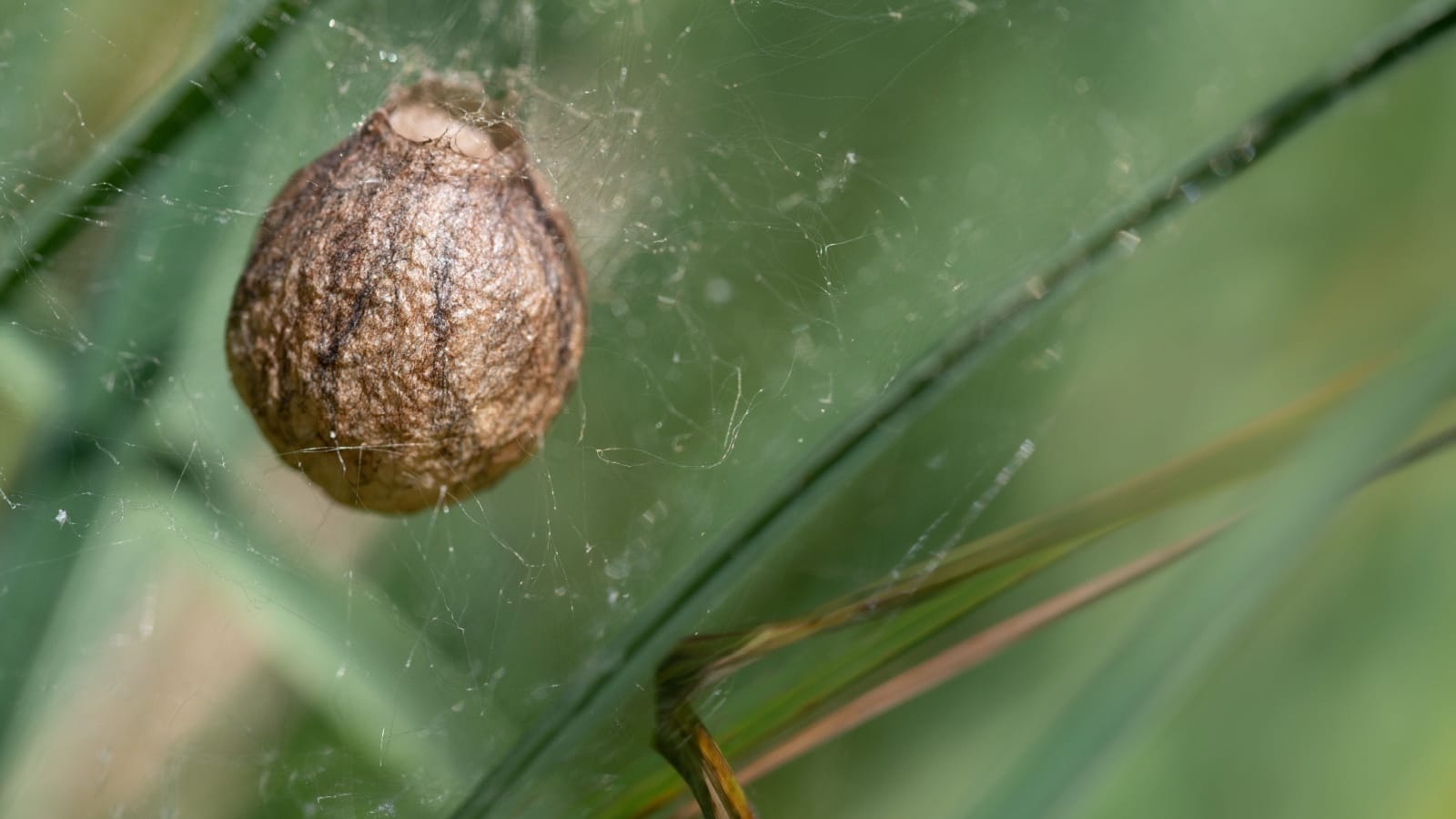 Cocooning by Way of the Tdap Vaccine thumbnail