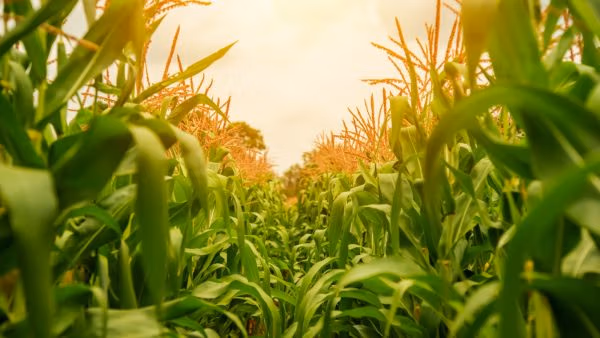 La semana para iniciar la revolución