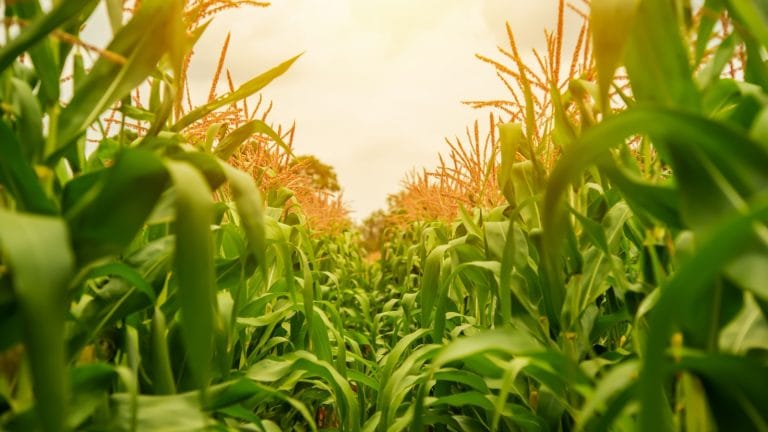 The Week to Start the Revolution