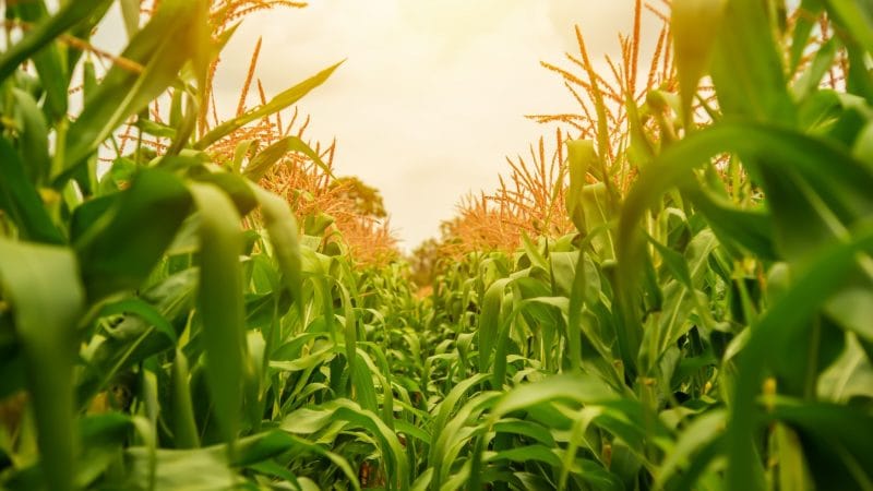 The Week to Start the Revolution