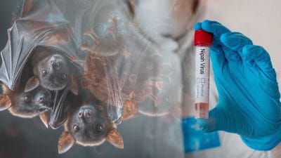 Nipah Virus and the New Public Health Order