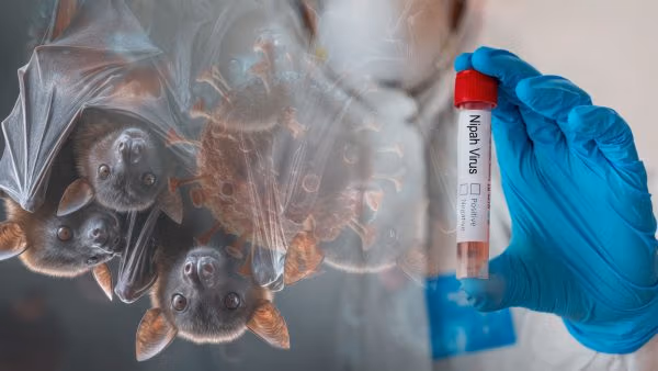 Het Nipah-virus en de nieuwe volksgezondheidsmaatregel